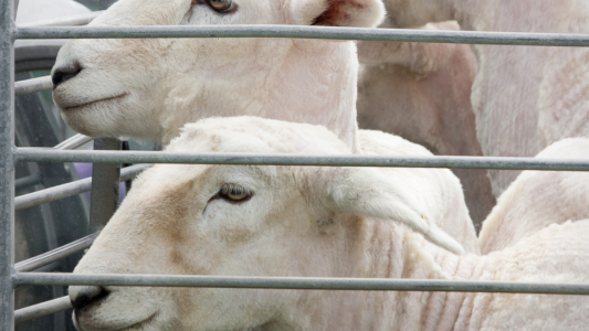 Aïd el-Kébir : les mesures d'interdiction de la Préfecture des Alpes-Maritimes concernant le transport et cession des ovins