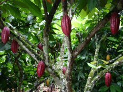 Cacao : un corner sur la fève