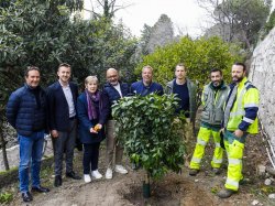 Nice : 15 nouveaux agrumes plantés sur la Colline du Château
